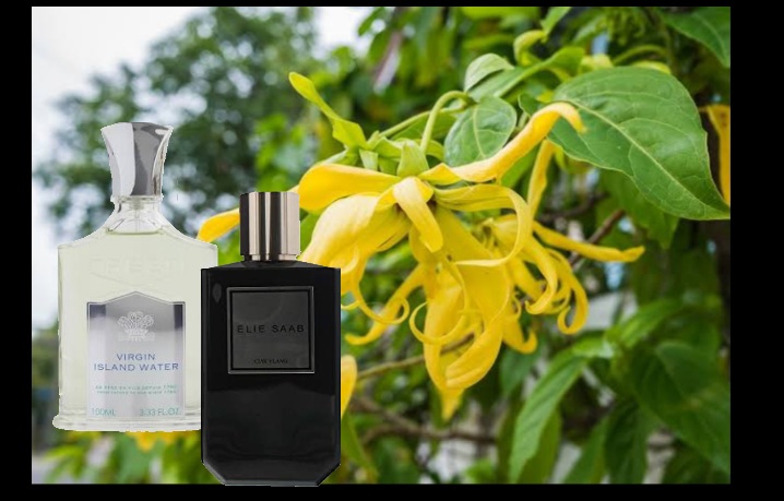 Ylang ylang online cologne