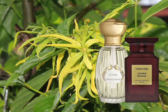 Ylang-Ylang-Perfumes